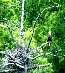 Old eagles' nest near Raystown Dam, Huntingdon, PA by Vickie Smith